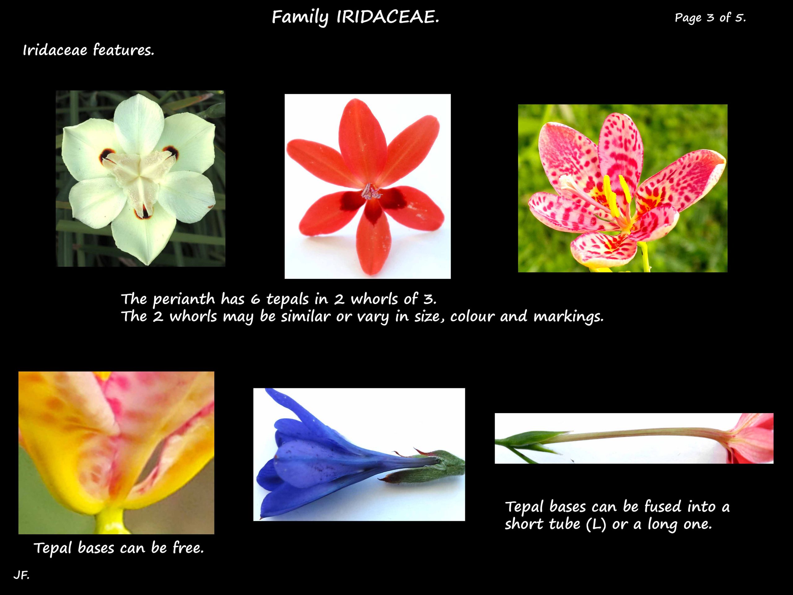 3 Iridaceae flowers